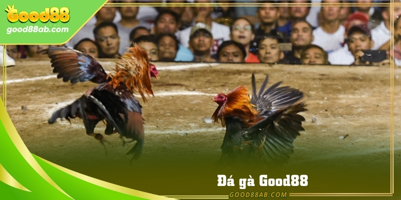 Good88 mang đến trải nghiệm đá gà trực tuyến sống động nhất năm 2025